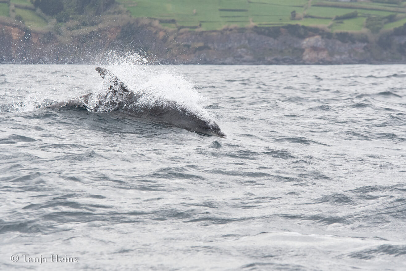 dolphins around Pico Island