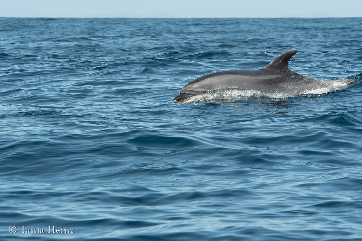 whale watching in the Azores