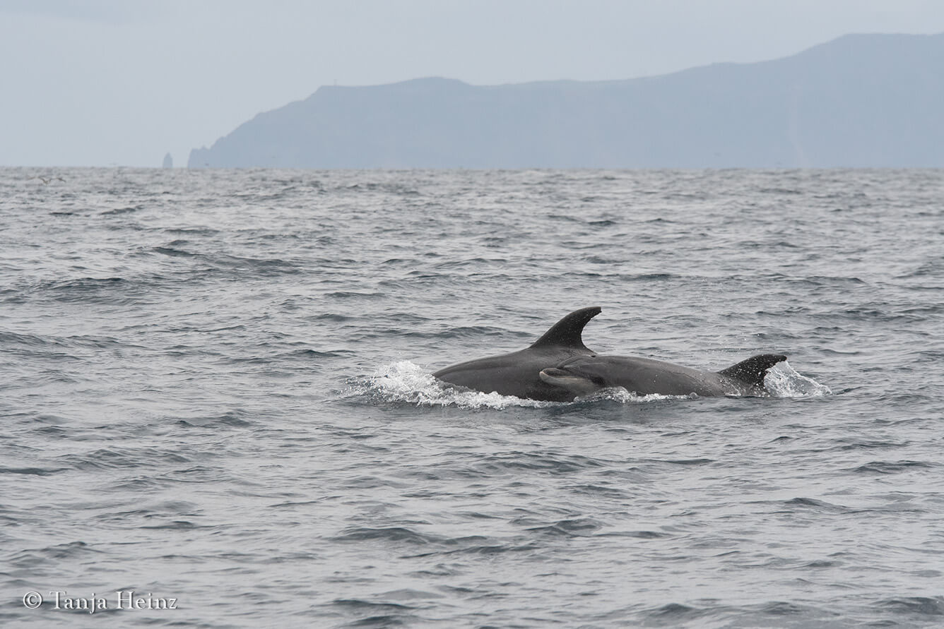 bottlenose dolphins in the Azores