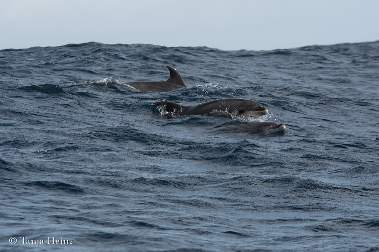 whale watching in the Azores