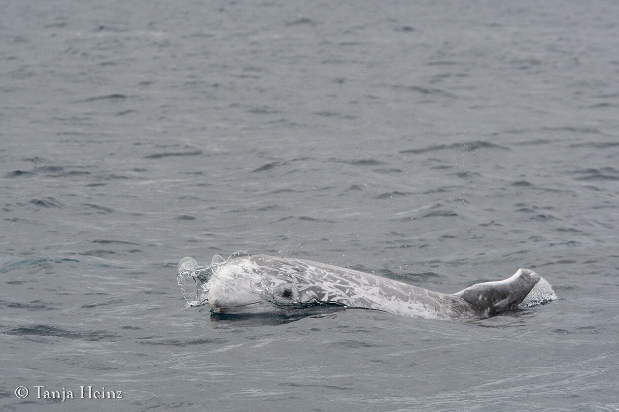 Risso's dolphins in the Azores