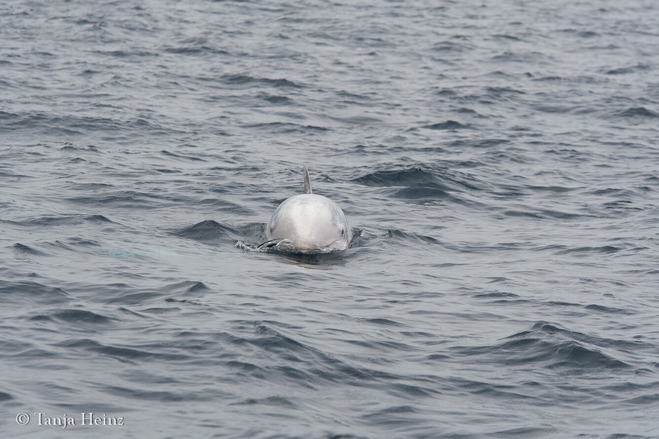 Risso's dolphins in the Azores