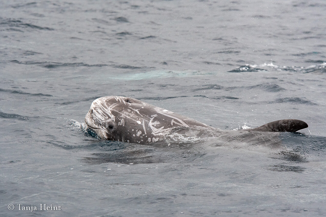 Risso's dolphins in the Azores