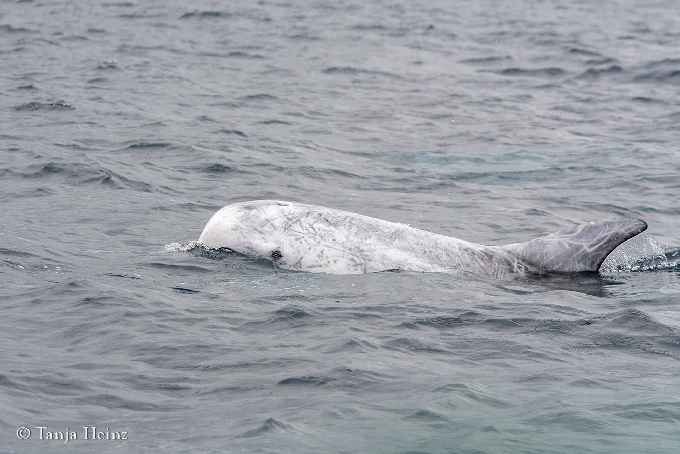 whale watching in the Azores