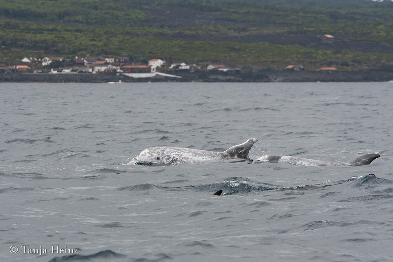 whale watching in the Azores