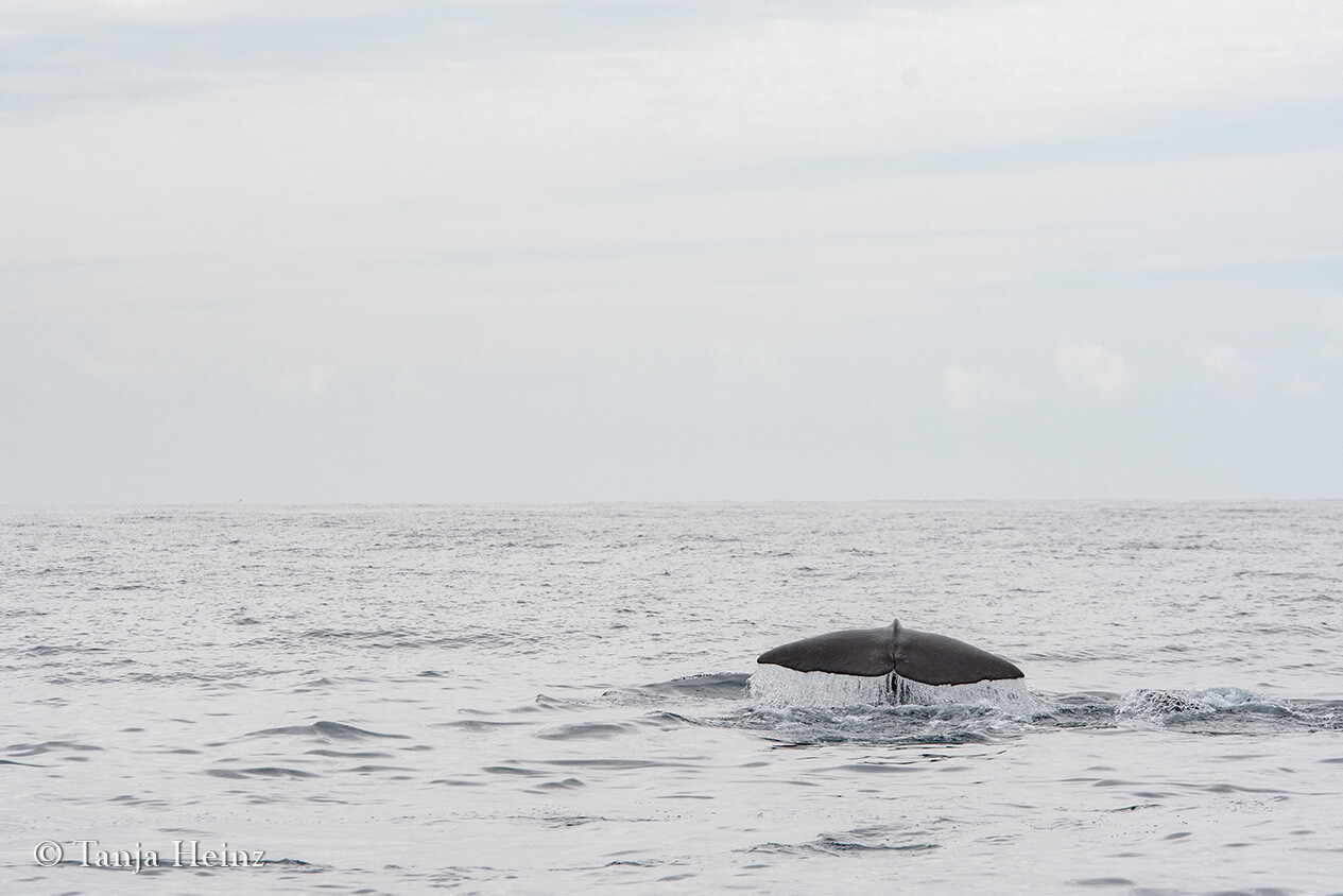 whale in the Azores