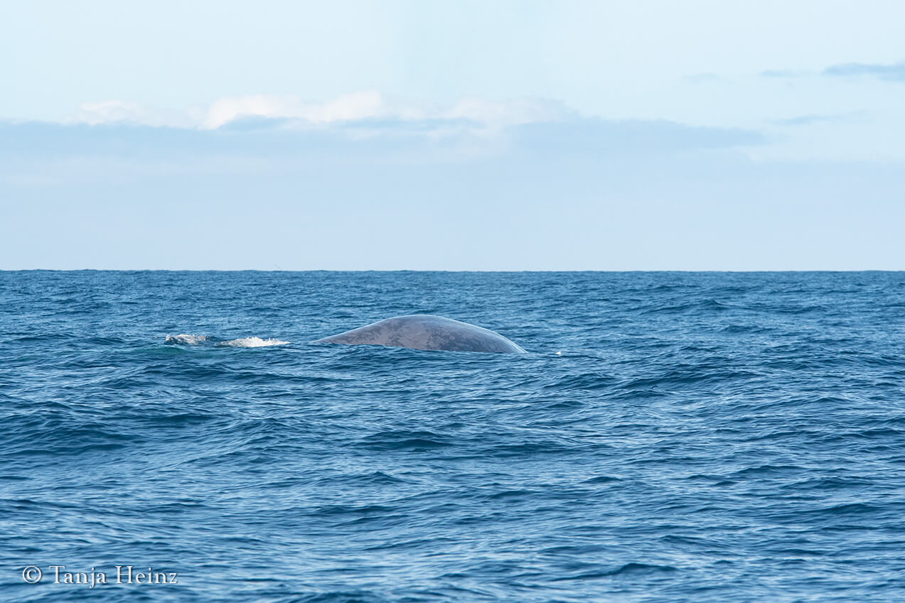 whale in the Azores