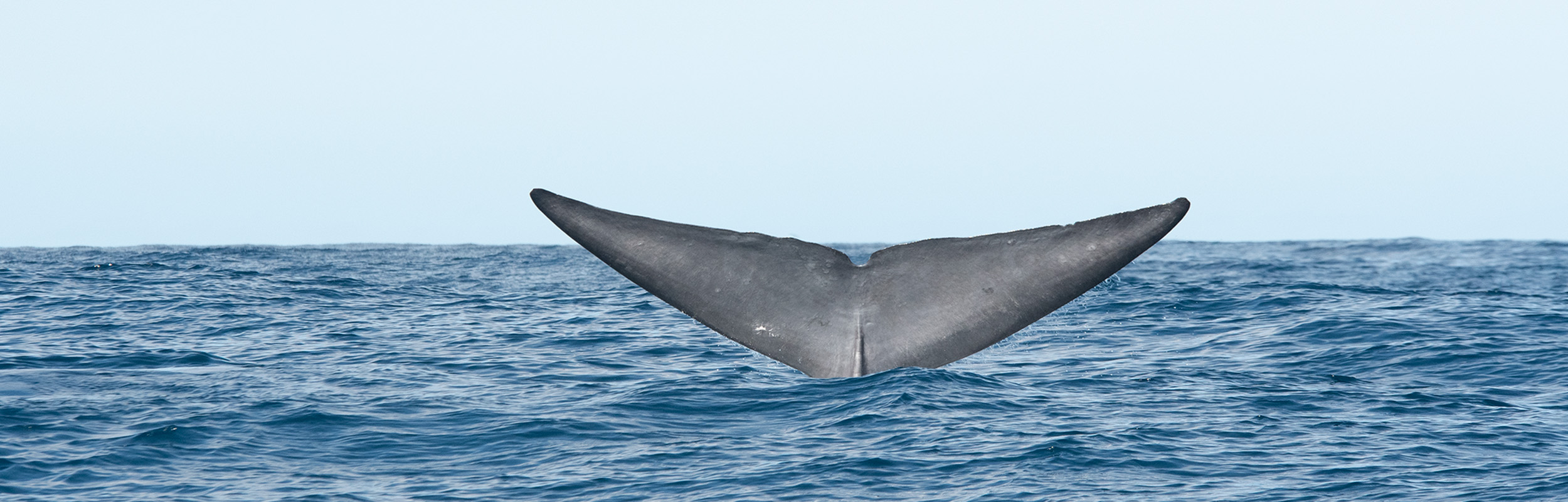 Humpback whale fact sheet - Azores Whales