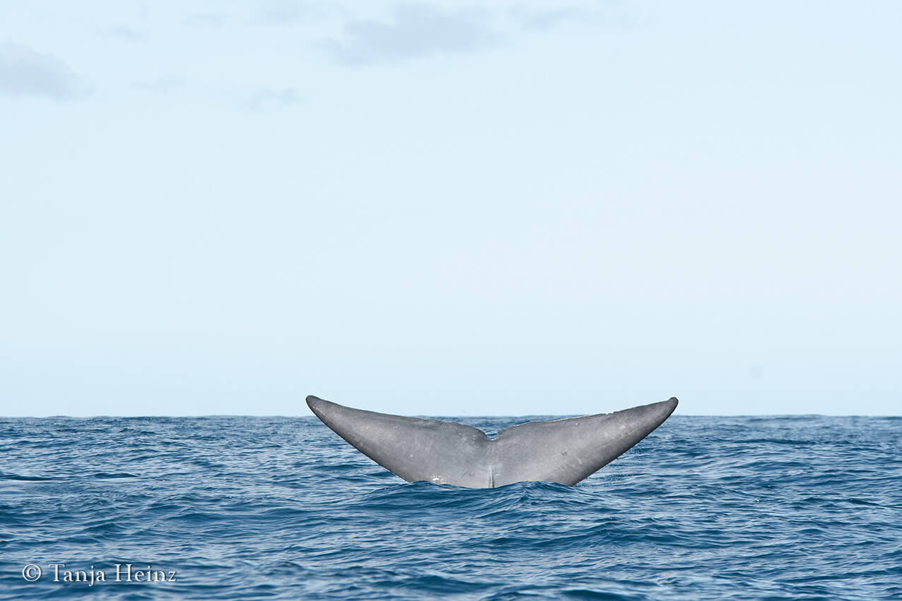 blue whale in the Azores