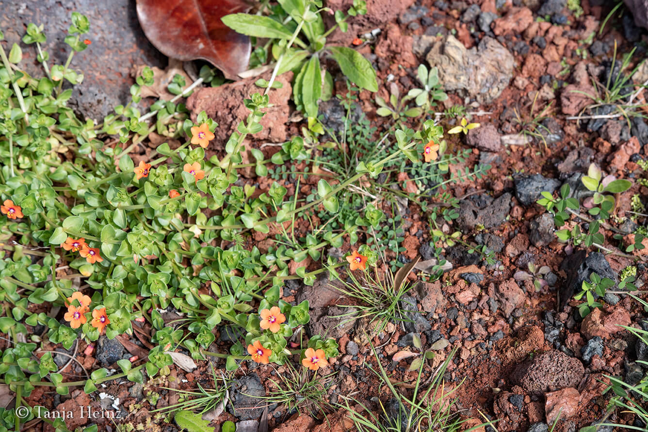 flora on Pico Island
