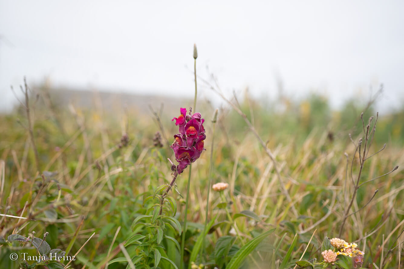 flora on Pico Island