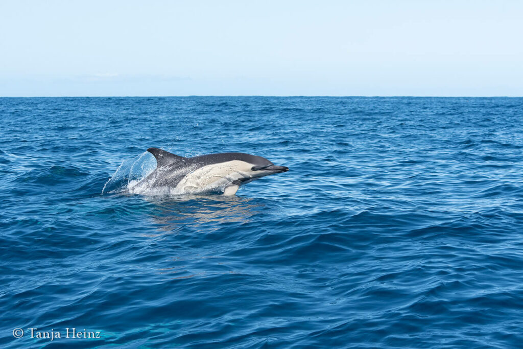 Gemeiner Delfin auf den Azoren