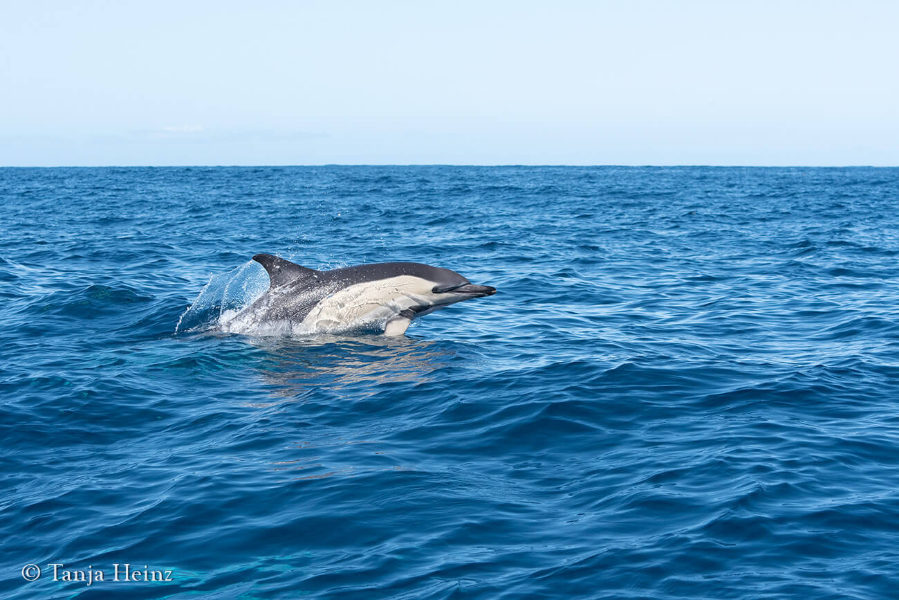 common dolphins in the Azores