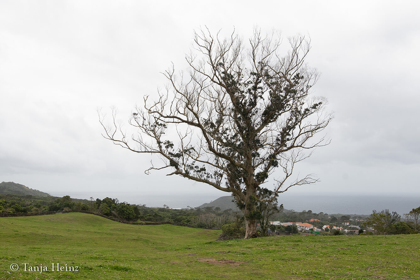 hiking on Pico Island