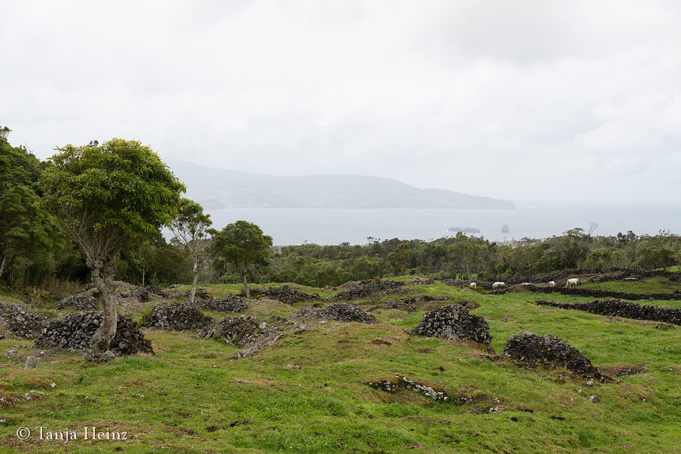 hiking on Pico Island