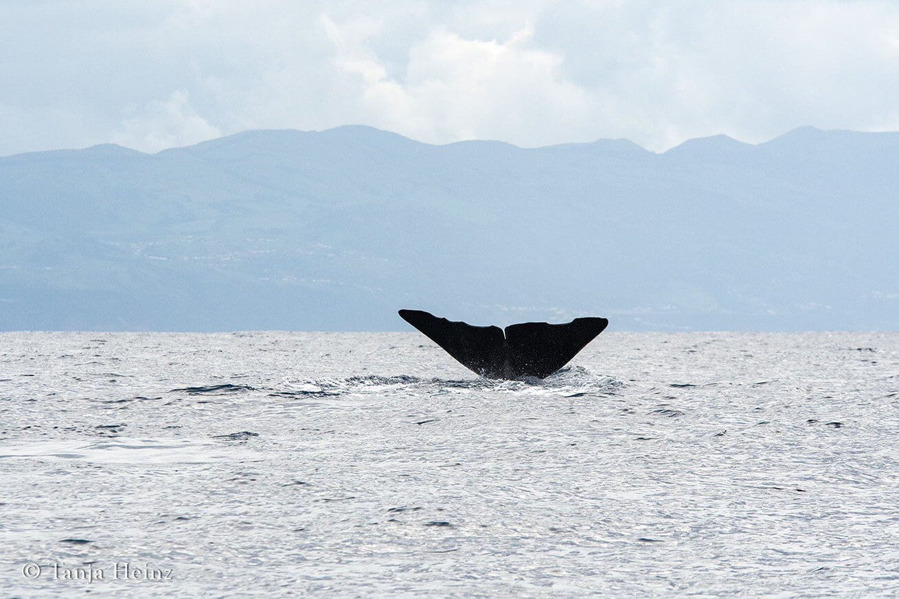 sperm whale in the Azores
