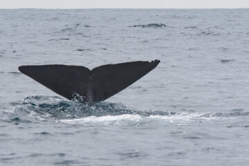 travel and citizen science