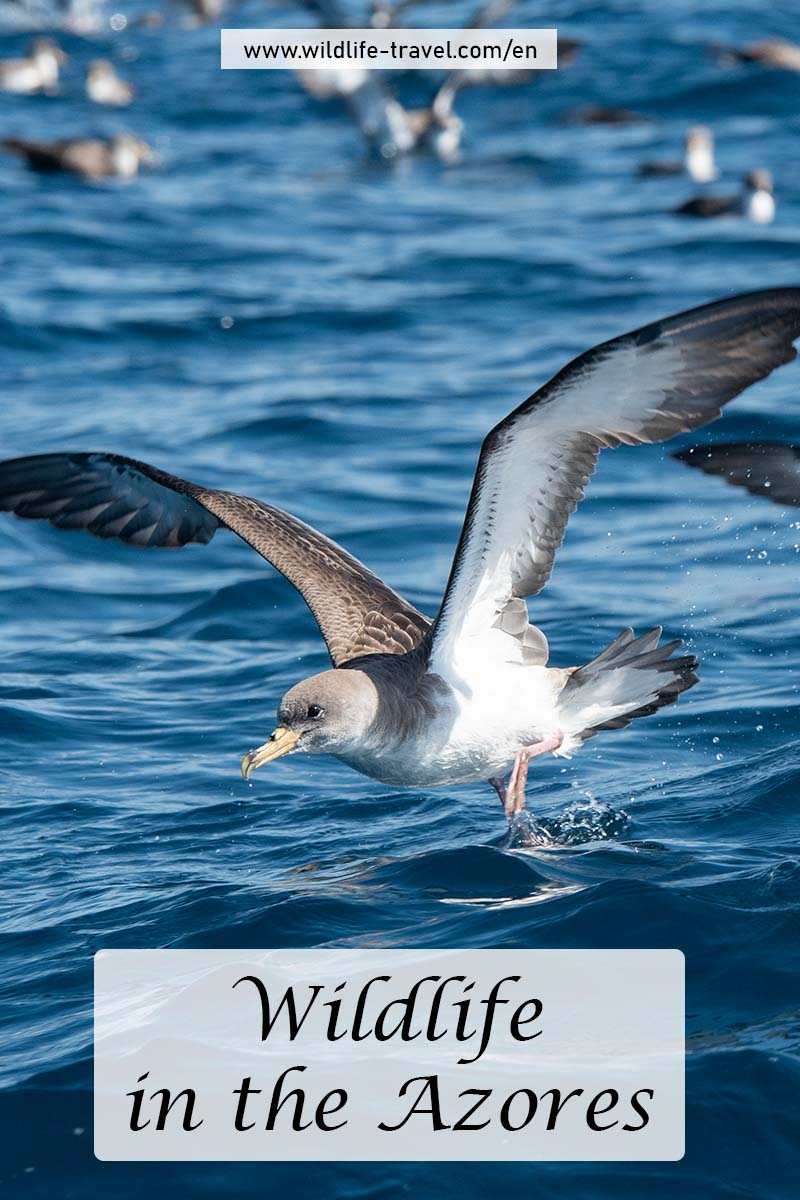 wildlife in the Azores