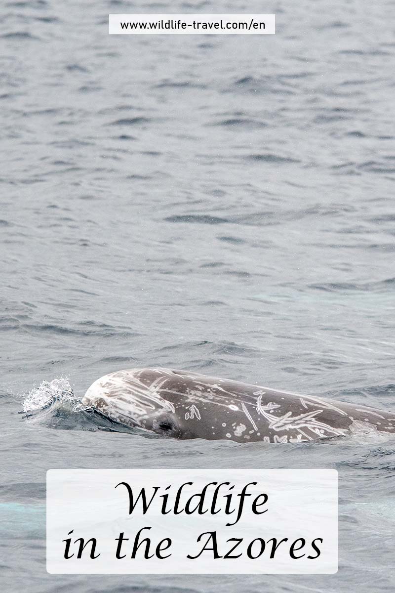 wildlife in the Azores