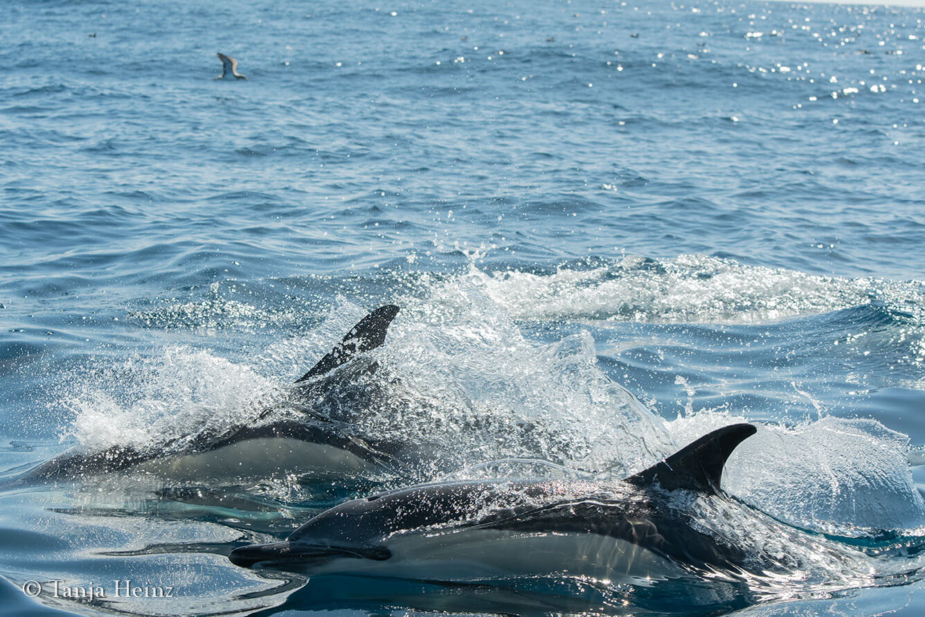 short-beaked common dolphins