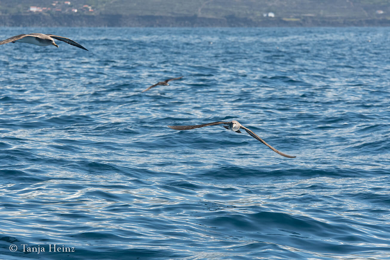 wildlife in the Azores