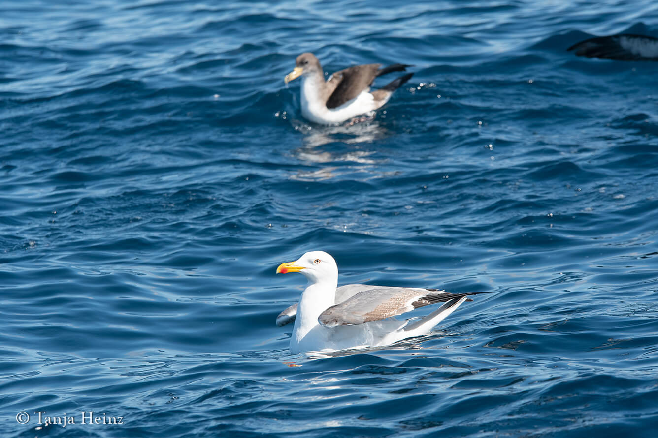 wildlife in the Azores