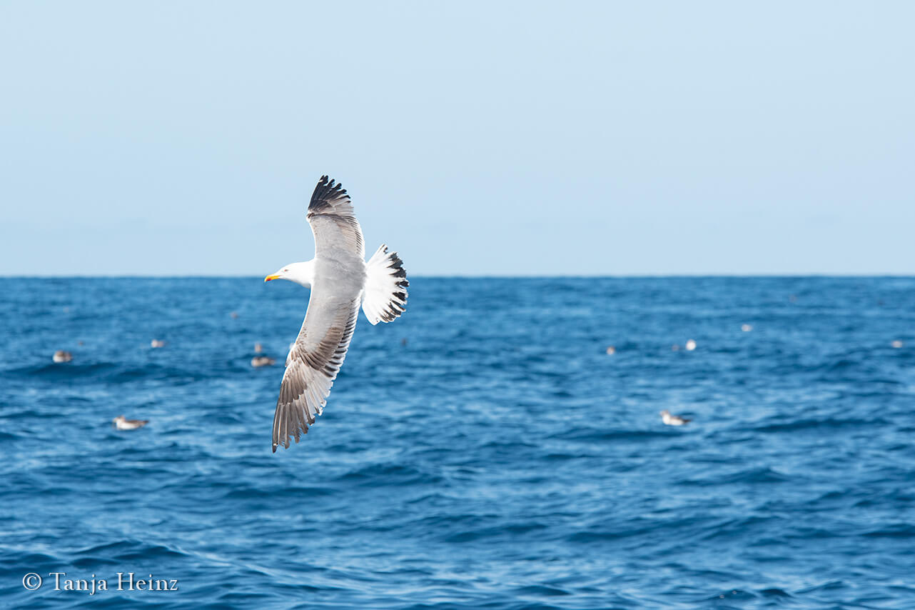 wildlife in the Azores