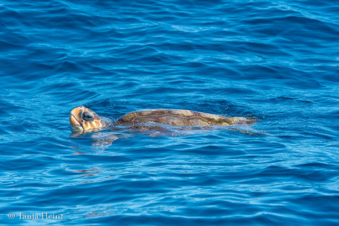 sea turtle in the Azores