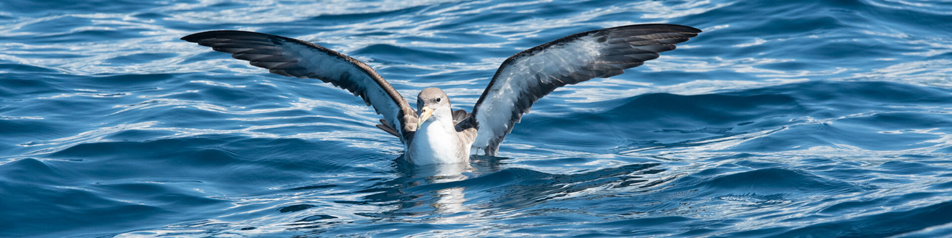 Tiere auf den Azoren