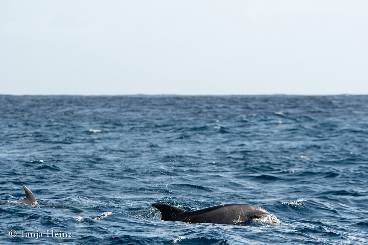 bottlenose dolphins