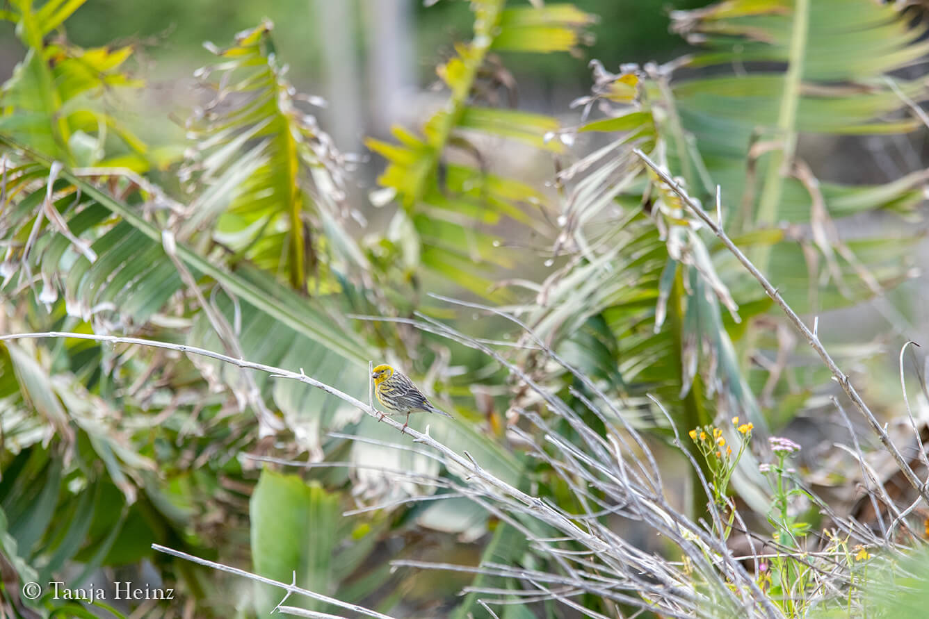 Island Canary in the Azores