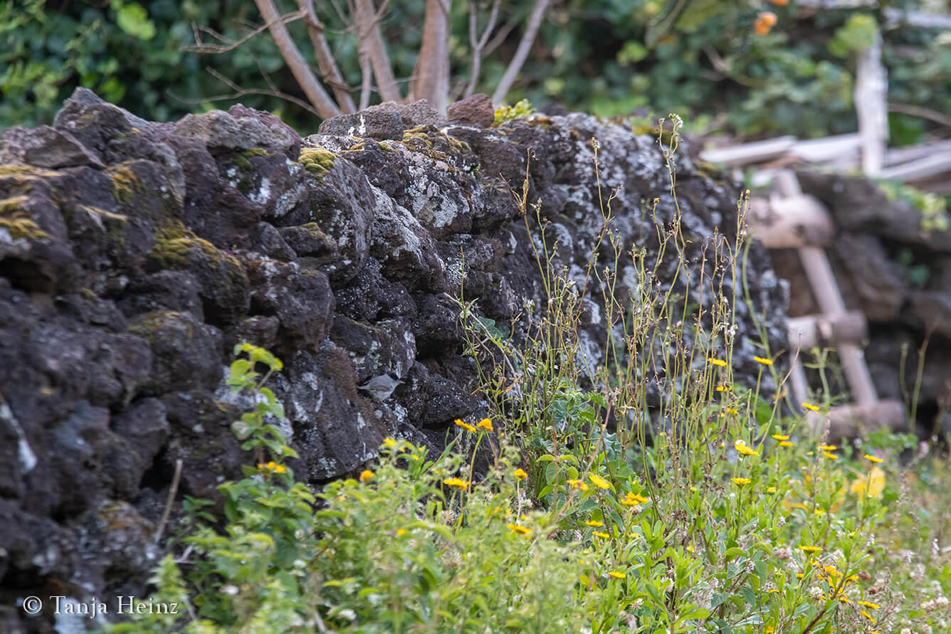 birds in the Azores