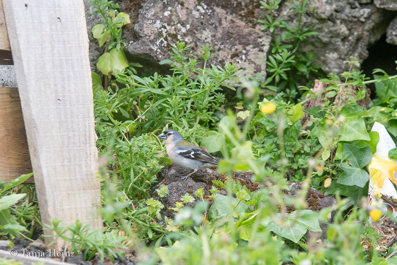 birds in the Azores
