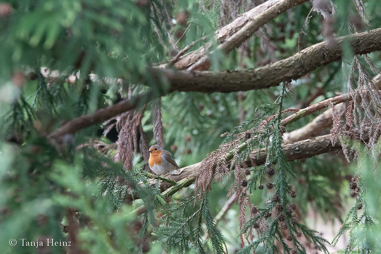 birds in the Azores