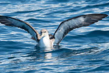 wildlife in the Azores