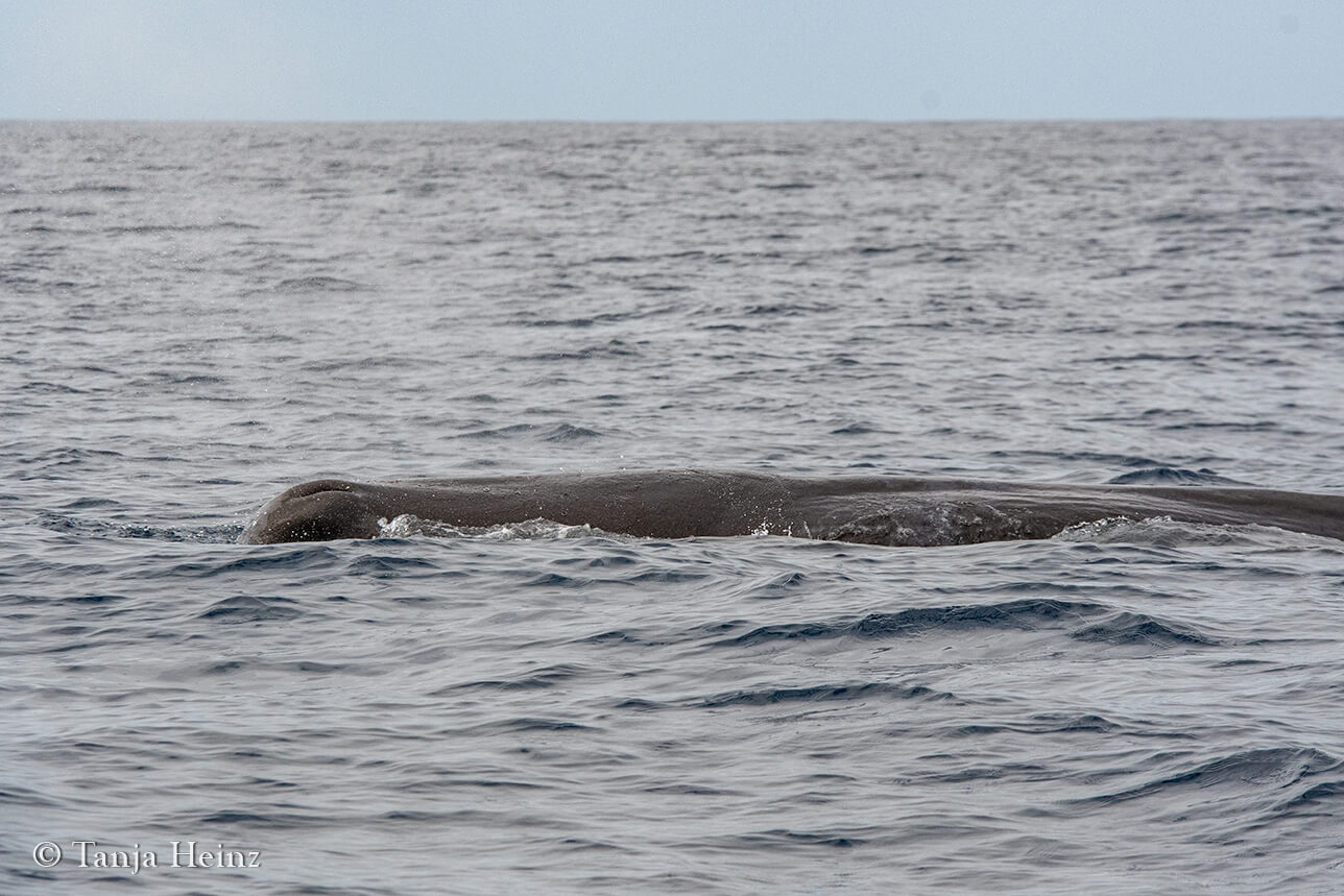 wildlife in the Azores