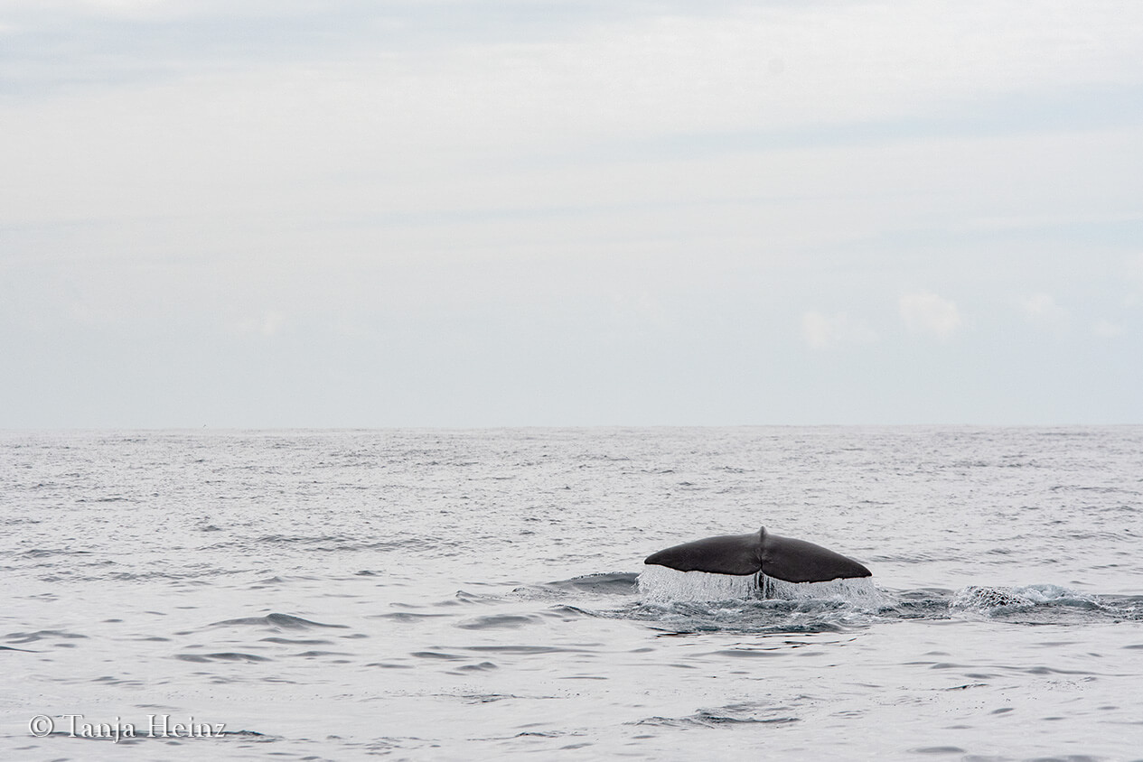 sperm whale in the Azores