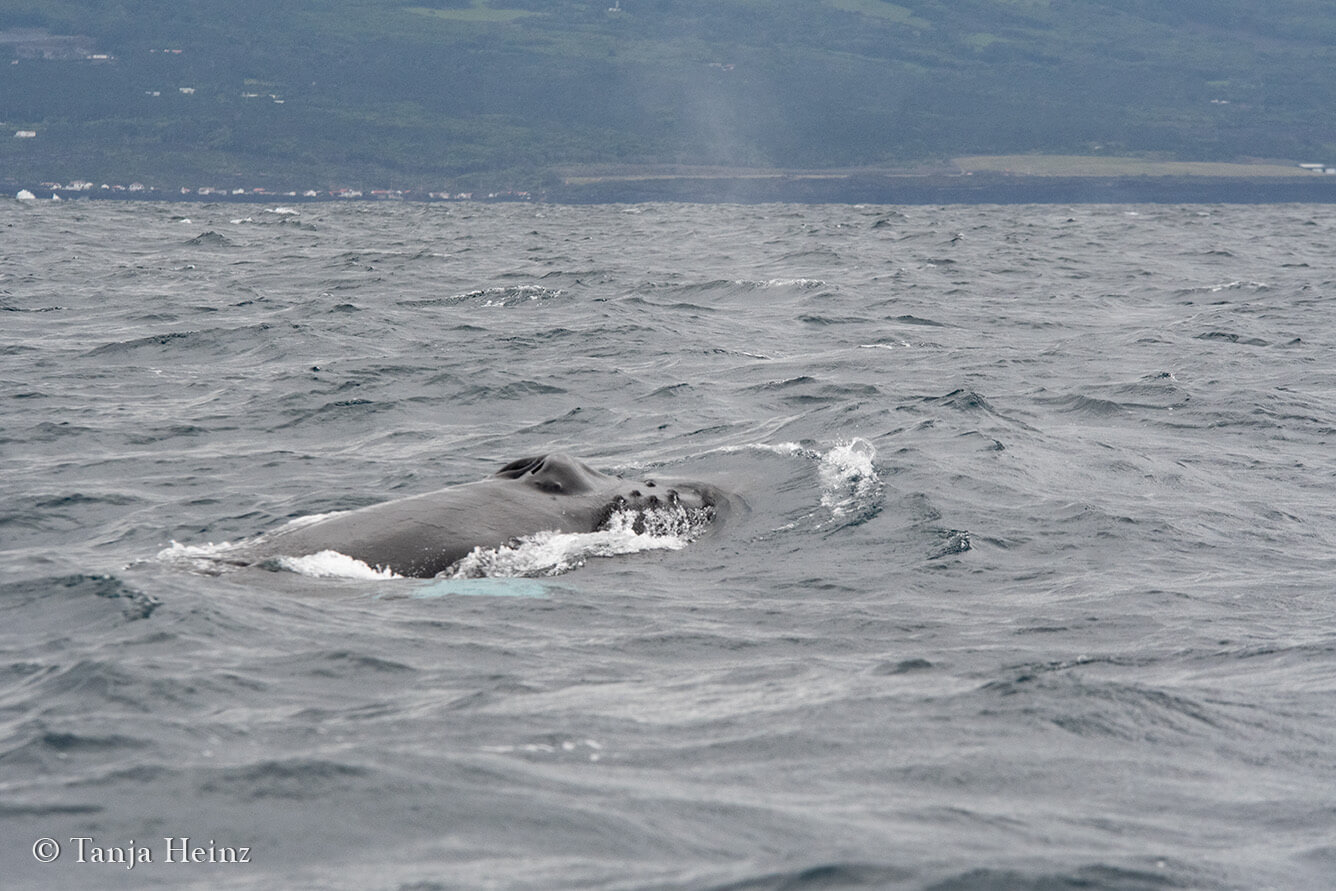 humpback whale in the Azores