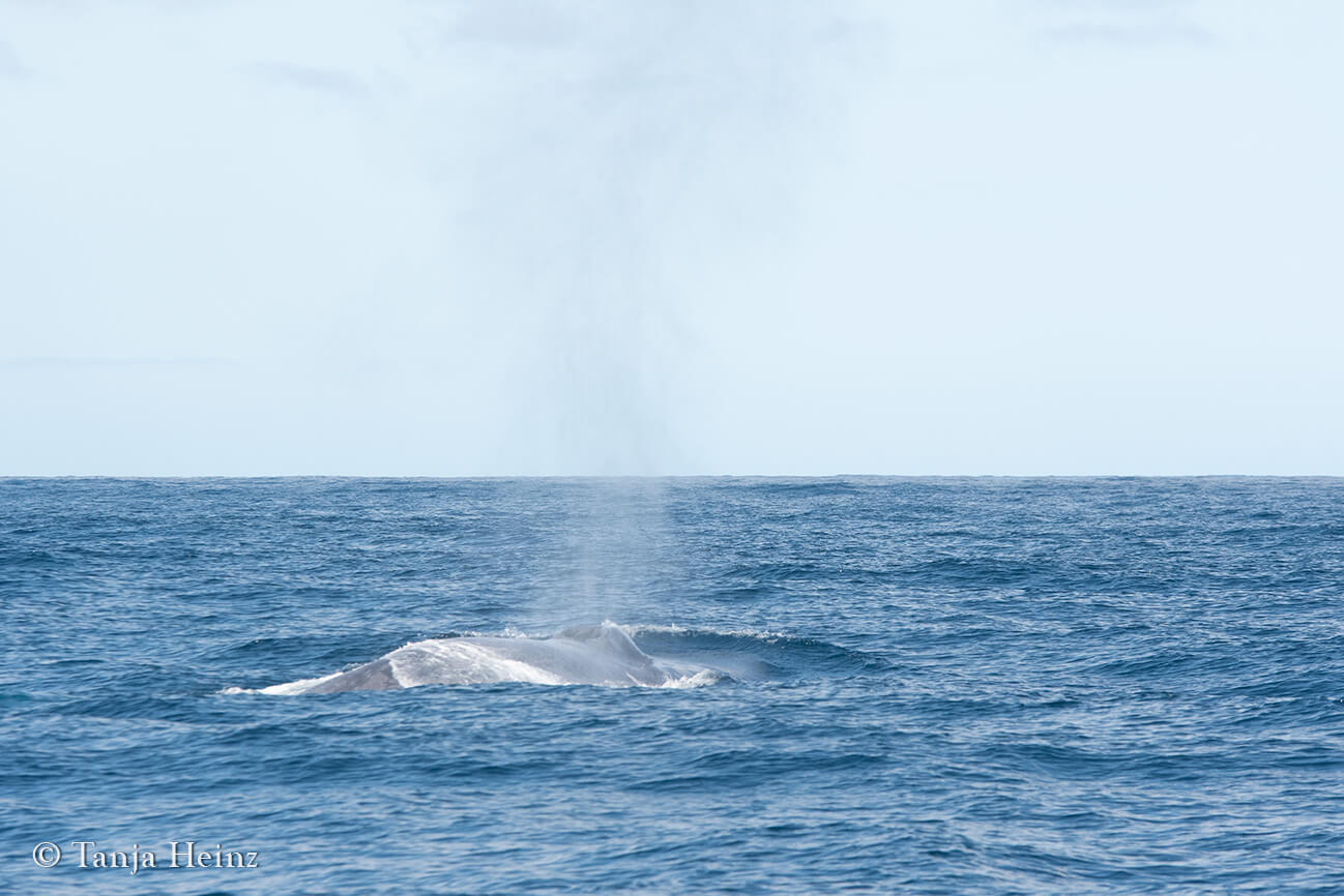 blue whales in the Azores