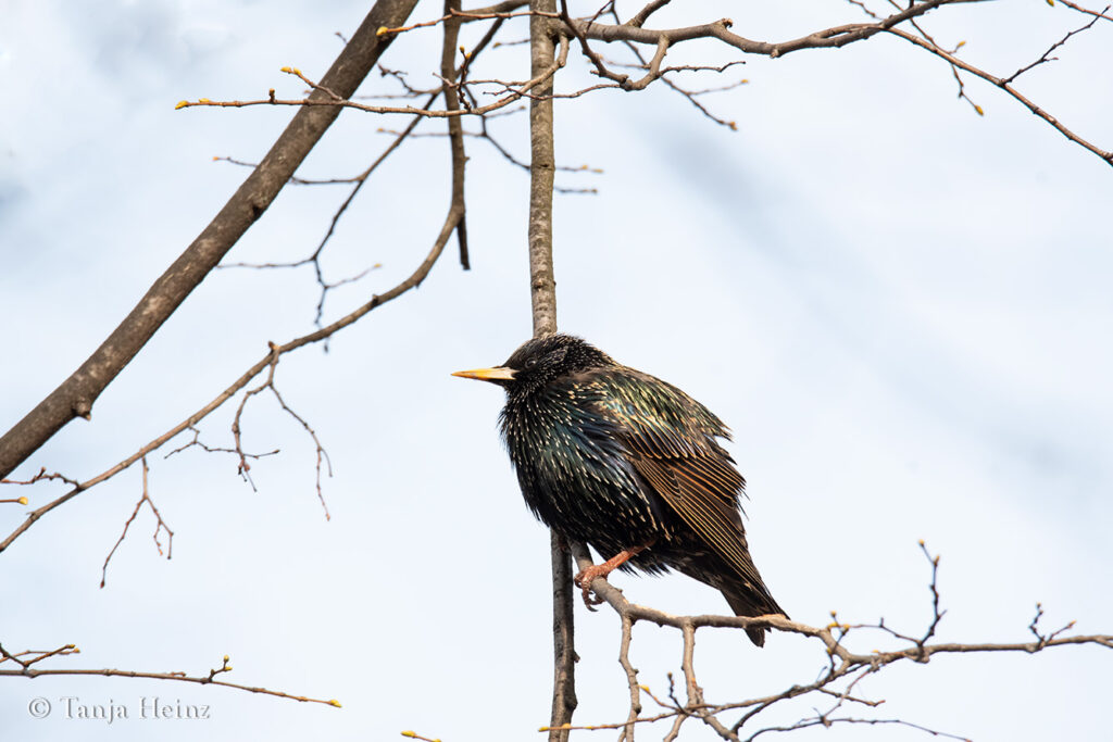 Star im Volkspark Friedrichshain, Berlin