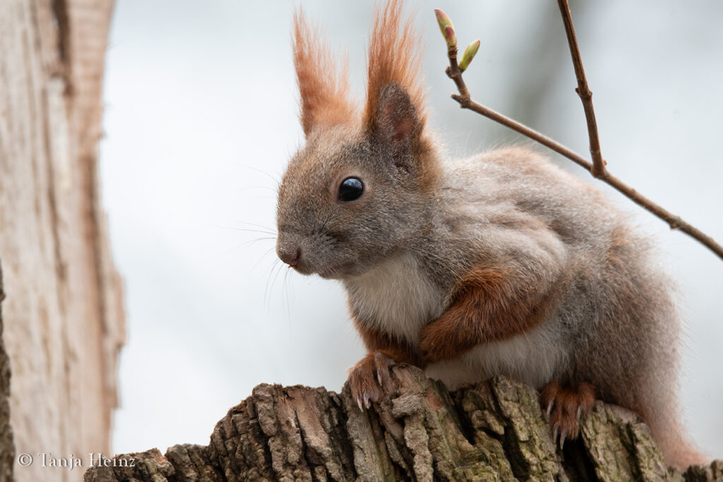 Eichhörnchen in Berlin