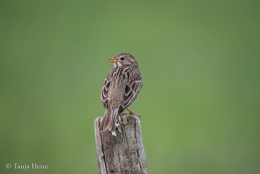 Grauammer auf dem Tempelhofer Feld