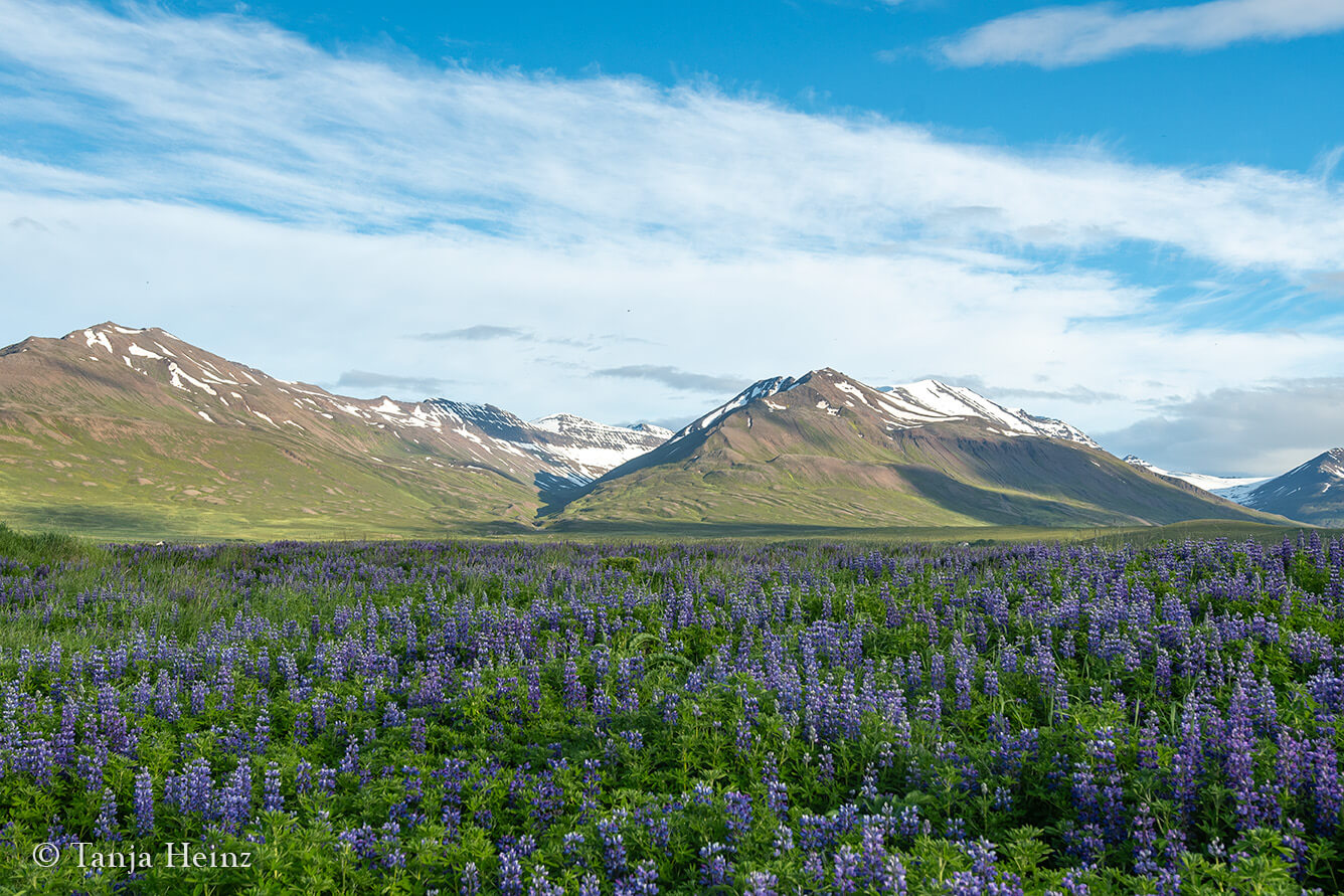 Dalvík in Island