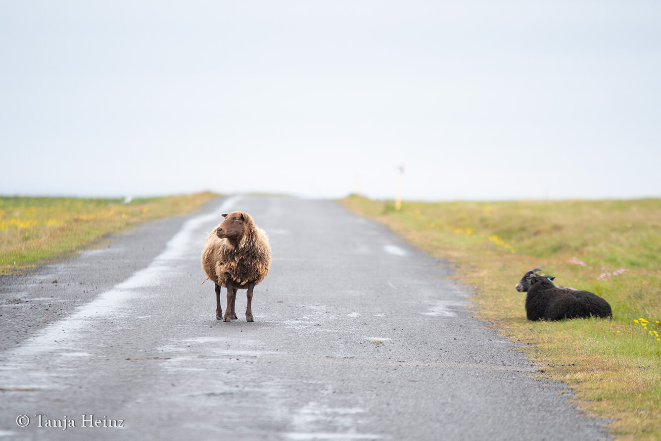Sheep on Grímsey