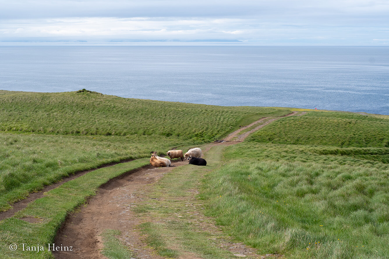 Sheep on Grímsey