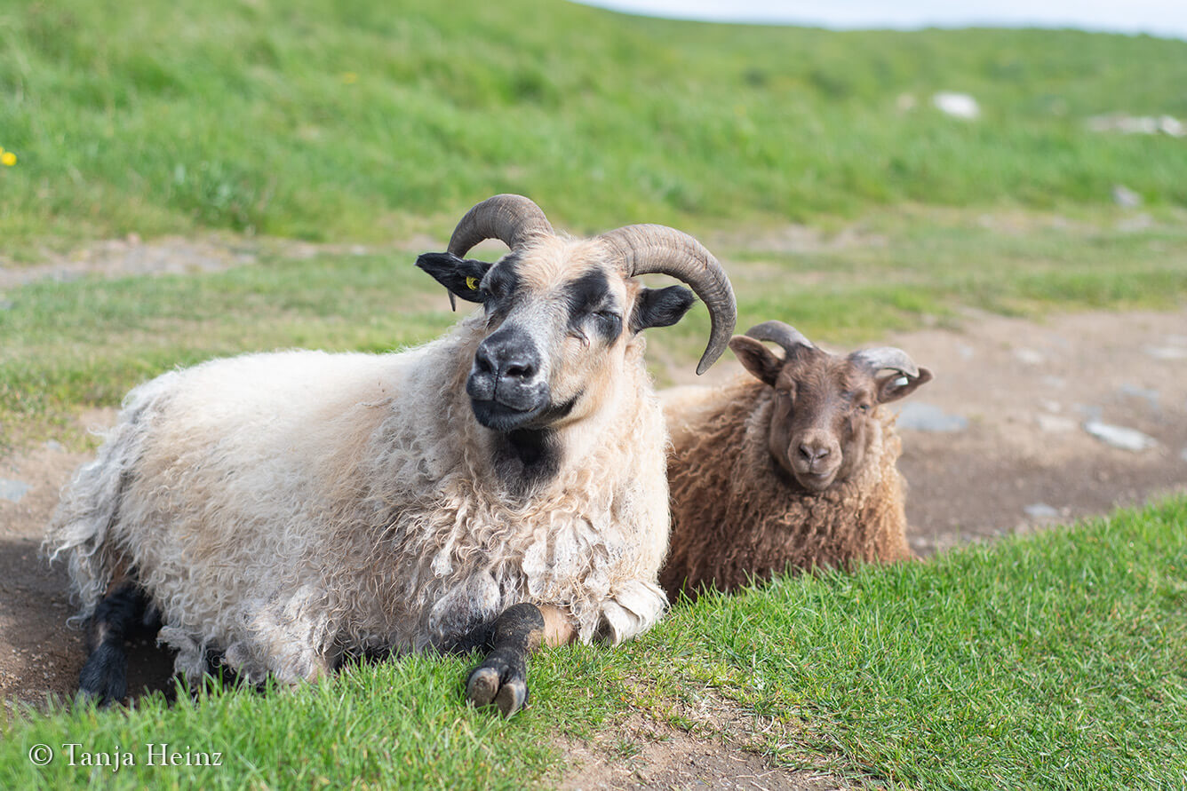 Schafe auf Grímsey