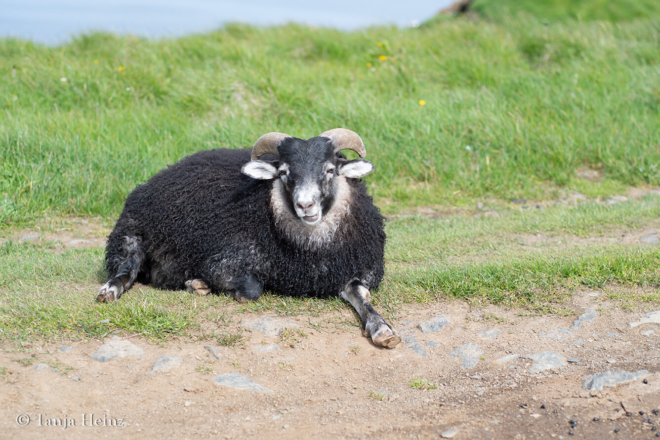 Schafe auf Grímsey