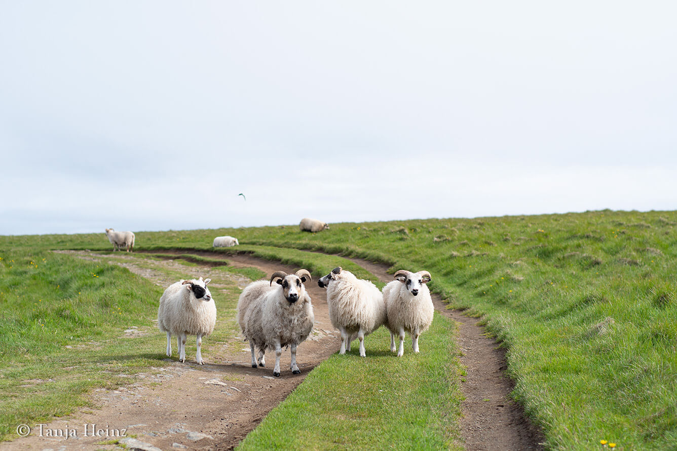 Sheep on Grímsey