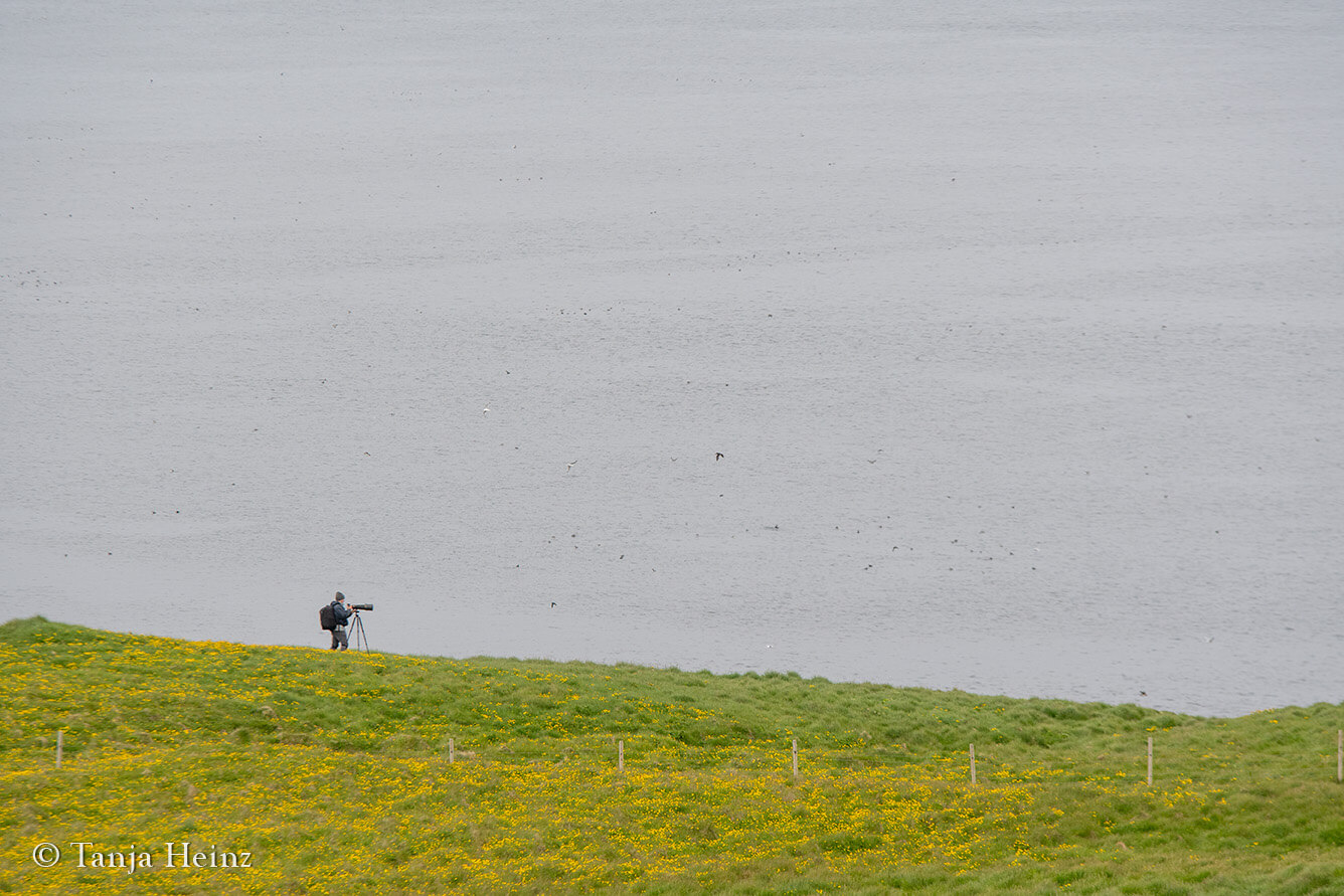 Bird watching on Grímsey