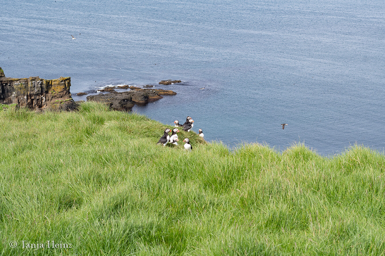 Puffins on Grímsey